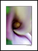 Acallas_lilly_001