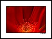 Egerber_red_001