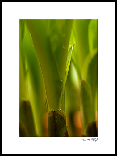 Hosta_07_003