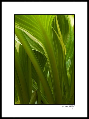Hosta_low_7