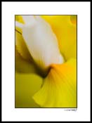 iris_yellow_008
