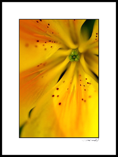 F_dsc4985c