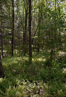 11_trail-ferns