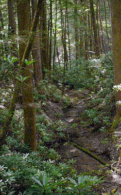 13_trail-trees