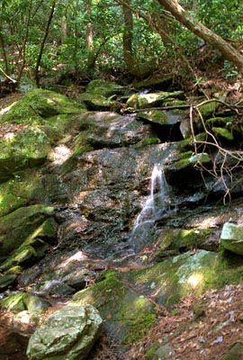 14_trail-spring