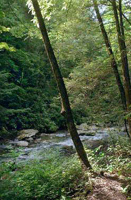 21_trailview_stream_low