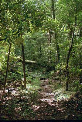 24_trail_log