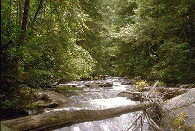 29_root_rock_stream