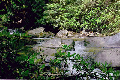 37_trailview-leaves-stream