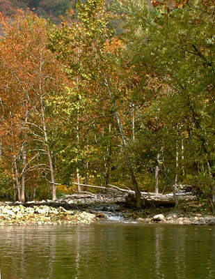 fedder creek new