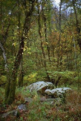 new-1st-camp=boulder-trees