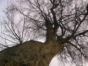 Treetop Low persp