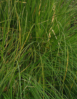 green-reed-blades