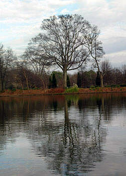 tree-lake-center