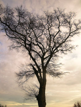 treetop-clouds-sihluette